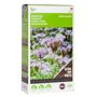 Buzzy® Groenbemester Phacelia tanacetifolia